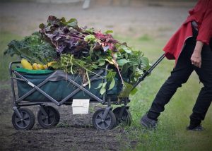 Ein Gartenwagen kann die Gemüsegartenernte erleichtern