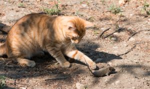 Eine Katze ist auch effektive gegen Mäuse im Garten