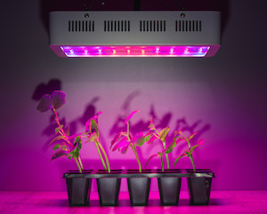 Eine Pflanzenlampe hilft jungen Pflanzen beim gesunden wachsen