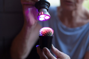 Eine einzelne LED-Pflanzlampe ist individuell einsetzbar