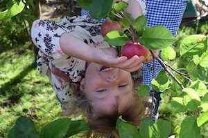 Kinder lieben es Obst von Bäumen zu pflücken