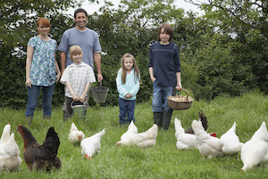 Familie füttert Hühner
