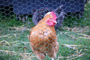 Aus hygienischen Gründen sollte ein mobiler Hühnerstall regelmäßig gereinigt werden