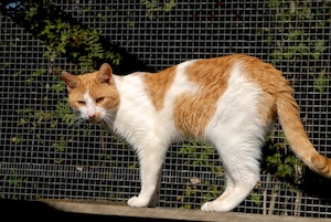 Ein Katzenzaun erlaubt einer Katze den Garten zu erforschen ohne sich in Gefahr zu begeben